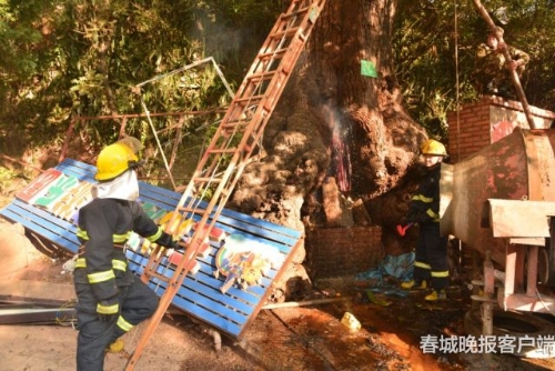 大樹著火 秦蒙琳 通訊員 汪偉杰 攝