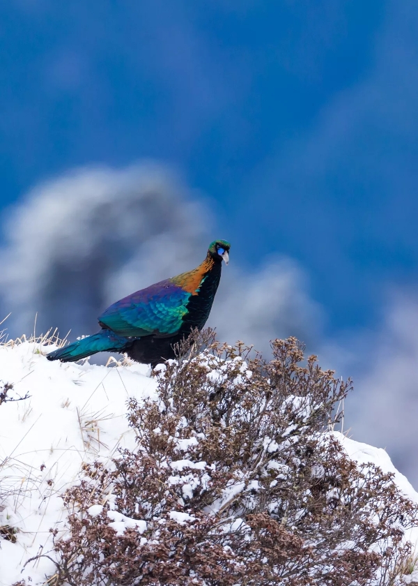 640.webp (14) 640.webp (14)