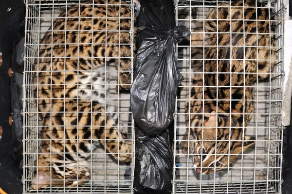 640.webp (15) 640.webp (15)