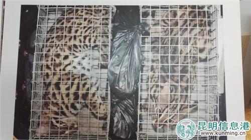 “野性中國”提供展示的照片。