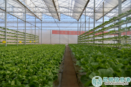 云南陸航農(nóng)業(yè)科技有限公司立體水培蔬菜生產(chǎn)基地 云南陸航農(nóng)業(yè)科技有限公司立體水培蔬菜生產(chǎn)基地