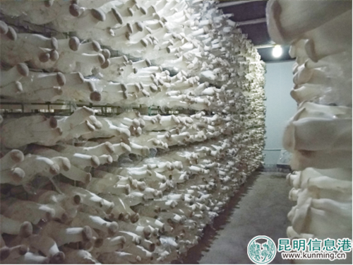 杏鮑菇培育車間 杏鮑菇培育車間