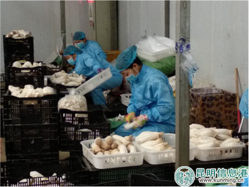 工人在車間加工杏鮑菇 工人在車間加工杏鮑菇