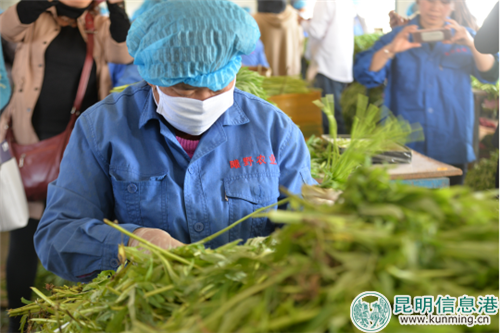 曦野公司工人在車間加工藜蒿 曦野公司工人在車間加工藜蒿