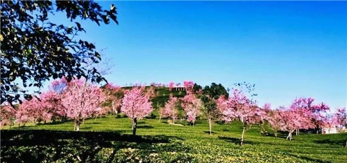 微信圖片_20181120154639 微信圖片_20181120154639