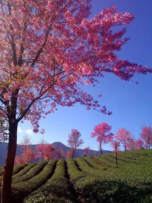 微信圖片_20181120154647 微信圖片_20181120154647