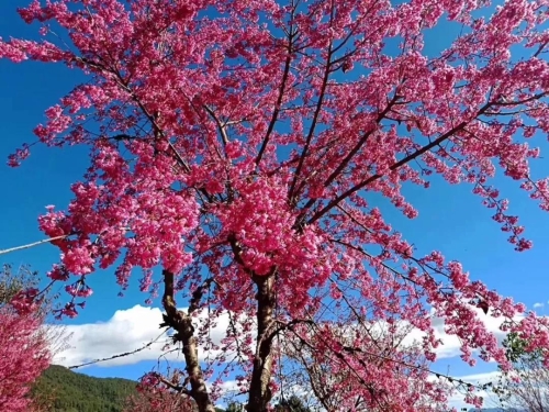 微信圖片_20181120154651 微信圖片_20181120154651