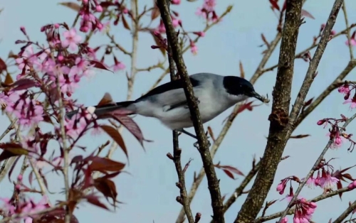 微信圖片_20181120154655 微信圖片_20181120154655