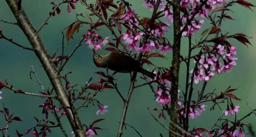 微信圖片_20181120154658 微信圖片_20181120154658