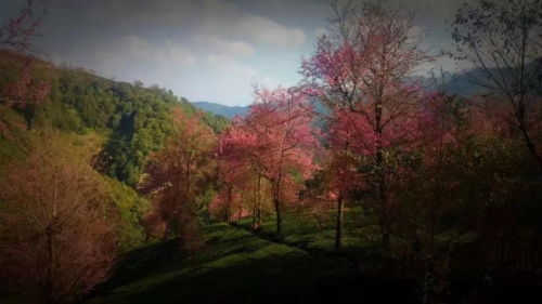 微信圖片_20181120154702 微信圖片_20181120154702