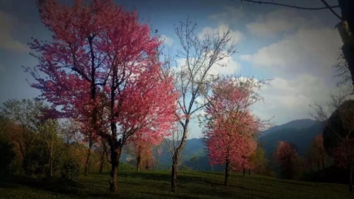 微信圖片_20181120154705 微信圖片_20181120154705