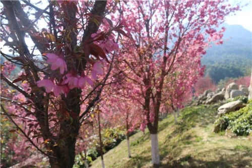 微信圖片_20181120154716 微信圖片_20181120154716