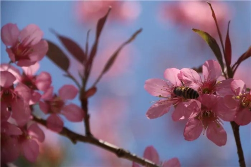 微信圖片_20181120154721 微信圖片_20181120154721