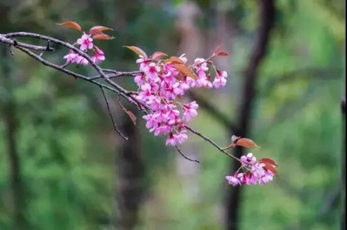 微信圖片_20181120154734 微信圖片_20181120154734