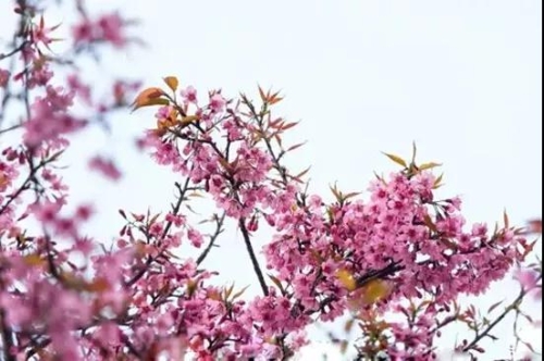 微信圖片_20181120154743 微信圖片_20181120154743