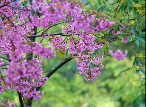 微信圖片_20181120154736 微信圖片_20181120154736