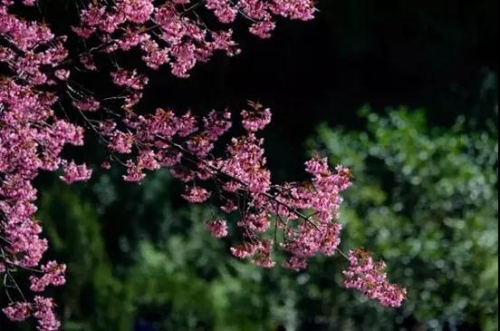 微信圖片_20181120154740 微信圖片_20181120154740