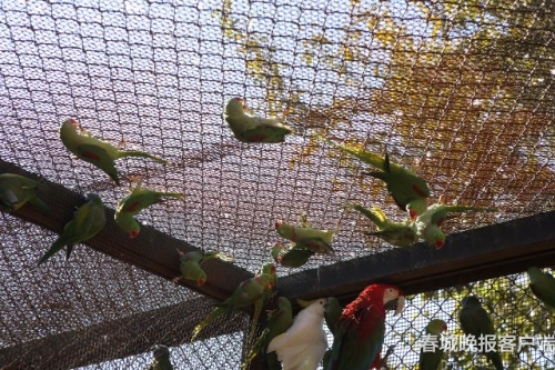 昆明森林公安破獲特大危害野生動(dòng)物案件