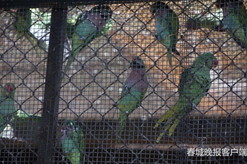 昆明森林公安破獲特大危害野生動(dòng)物案件