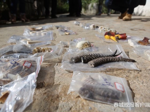 昆明森林公安破獲特大危害野生動(dòng)物案件