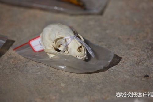 昆明森林公安破獲特大危害野生動(dòng)物案件