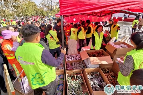 五顏六色的多肉植物等你來兌換 五顏六色的多肉植物等你來兌換