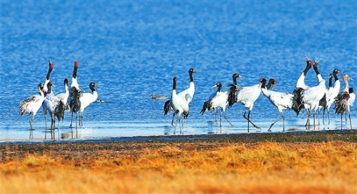 2018112501_res15_attpic_brief