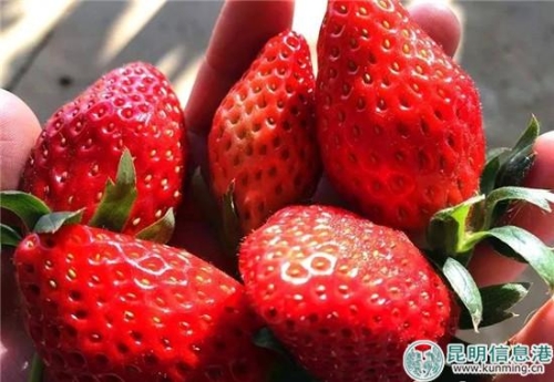 富民縣冬草莓陸續(xù)進入采摘期。供圖。