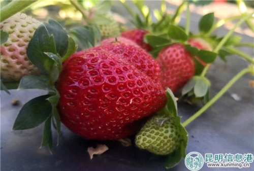 一顆顆鮮紅的草莓引得市民爭相采摘。供圖。