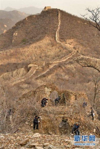 11月27日，村民在延慶區(qū)大莊科鄉(xiāng)境內(nèi)的一段古長(zhǎng)城清理雜草和樹木。 新華社記者 李欣 攝