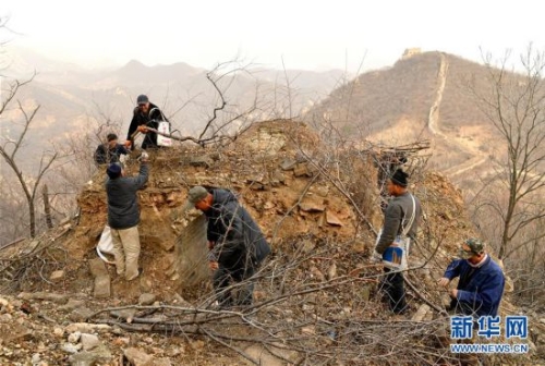 11月27日，延慶區(qū)大莊科鄉(xiāng)香屯村村民在清理古長(zhǎng)城上的雜草和樹木。 新華社記者 李欣 攝