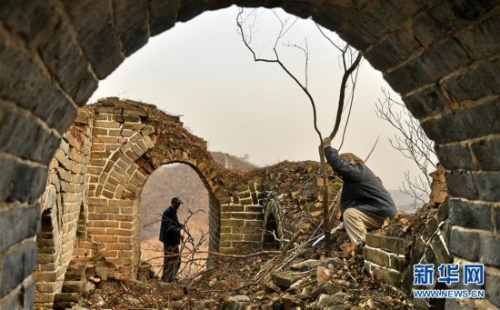 11月27日，延慶區(qū)大莊科鄉(xiāng)香屯村村民在清理古長(zhǎng)城上的雜草和樹木。