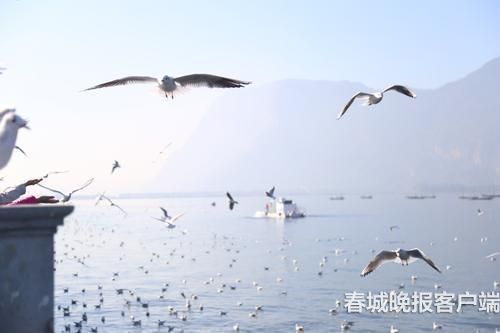 海鷗背上“GPS小書包” 春城晚報記者 王宇衡 攝2