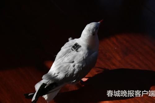 海鷗背上“GPS小書包” 春城晚報記者 王宇衡 攝1