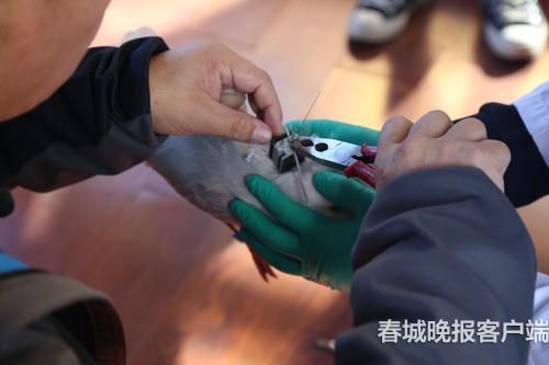 海鷗背上“GPS小書包” 春城晚報記者 王宇衡 攝3