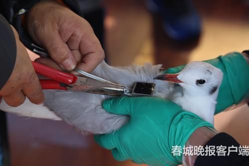 海鷗背上“GPS小書包” 春城晚報記者 王宇衡 攝6