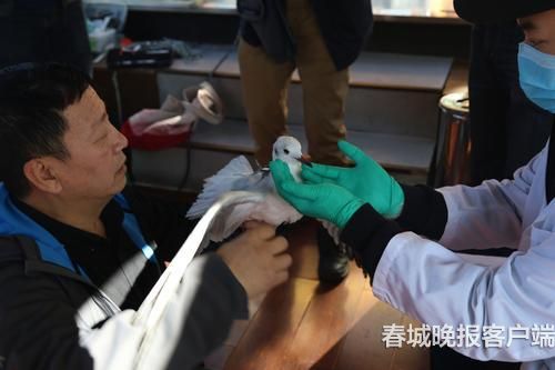 海鷗背上“GPS小書包” 春城晚報記者 王宇衡 攝4