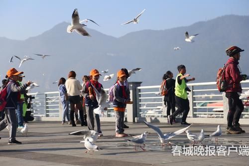 海鷗背上“GPS小書包” 春城晚報記者 王宇衡 攝5