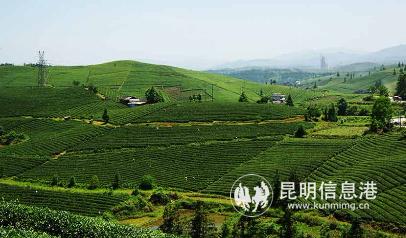 千畝茶園，是八舟的重要經(jīng)濟(jì)產(chǎn)業(yè)。