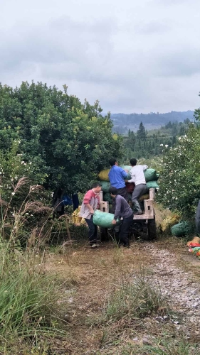 十月，油茶果的豐收季。