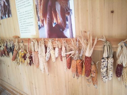 種子博物館里收藏的各類玉米種子，最小的玉米只有手指般大。