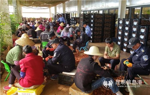 分撿種球。_副本