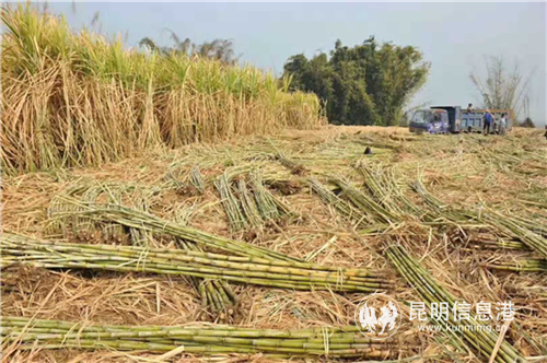 云瑞05-346 供圖 云瑞05-346 供圖