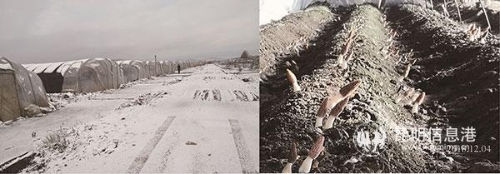 圖2：“棚中棚”式冷棚