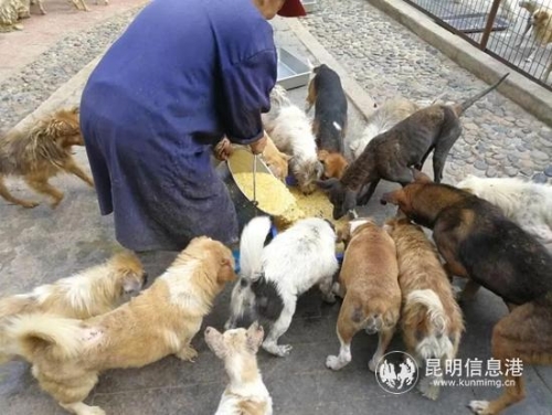億心流浪動物家園