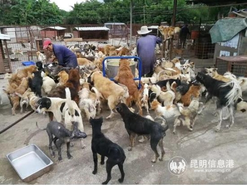 億心流浪動物家園2