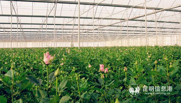 彌勒品元園藝有限公司花卉種植基地 彌勒品元園藝有限公司花卉種植基地