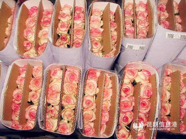 彌勒品元園藝有限公司包裝完成的玫瑰 彌勒品元園藝有限公司包裝完成的玫瑰