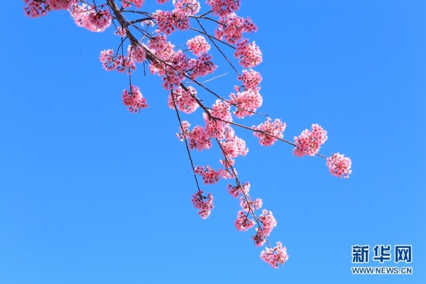 137704738_15459852874451n