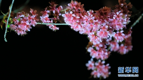 137704738_15459852877971n